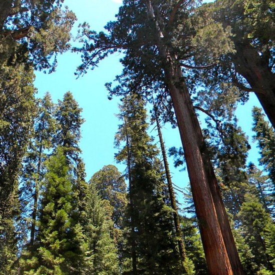 Semillas Sequoia sempervivens 30 ud (PEFC)