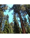 Semillas de Sequoia sempervivens (30 ud) con certificación PEFC para cultivo sostenible.