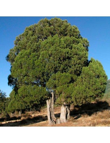 Semillas junniperus thurifera 30 ud (PEFC)