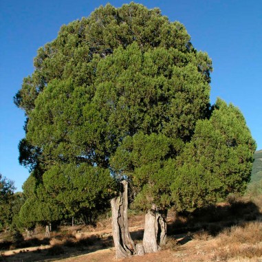 Junniperus thurifera graines 30 pcs (PEFC)