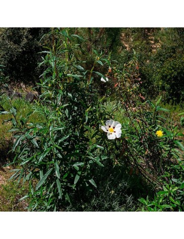 Semillas Cistus ladanifer 35 ud (PEFC)