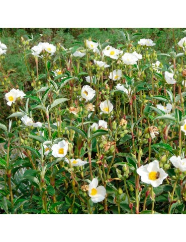 Semillas Cistus laurifolius 35 ud (PEFC)