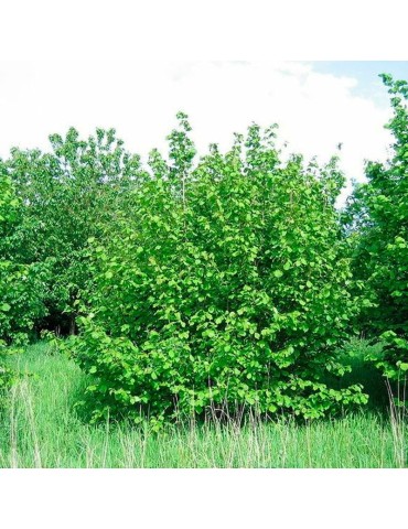 Semillas Corylus avellana 20 ud (PEFC)