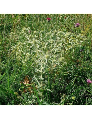 Semillas Eryngium campestre 50 ud (PEFC)