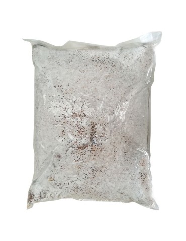 copy of Mycélium Agaricus bisporus 30 l 2