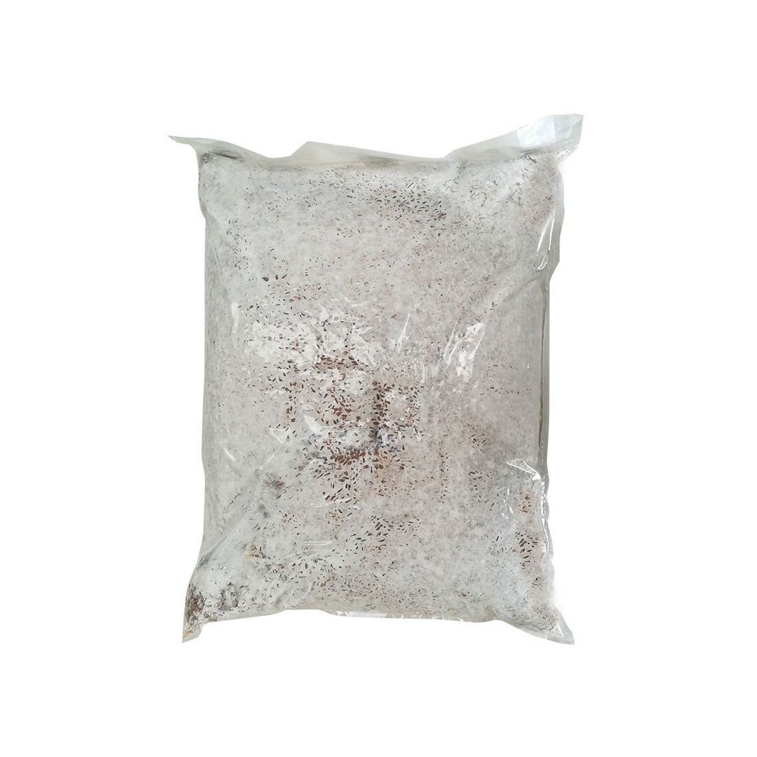 Micelio Pleurotus pulmonarius, 30 l