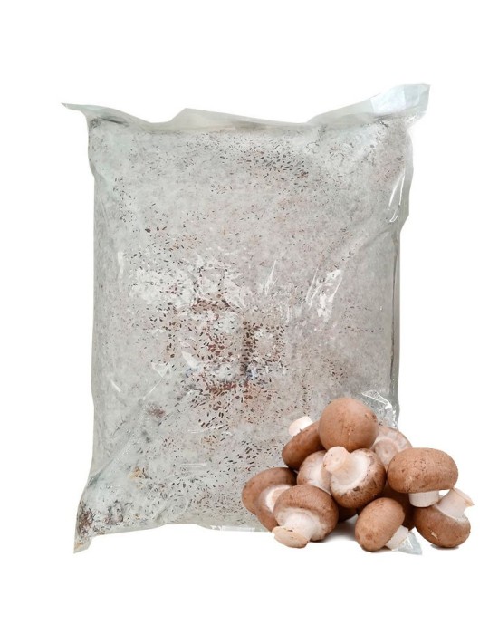 Micelio Agaricus brunescens 30 l Micelio Agaricus brunescens 30 l