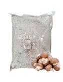 Micelio Agaricus brunescens 30 l