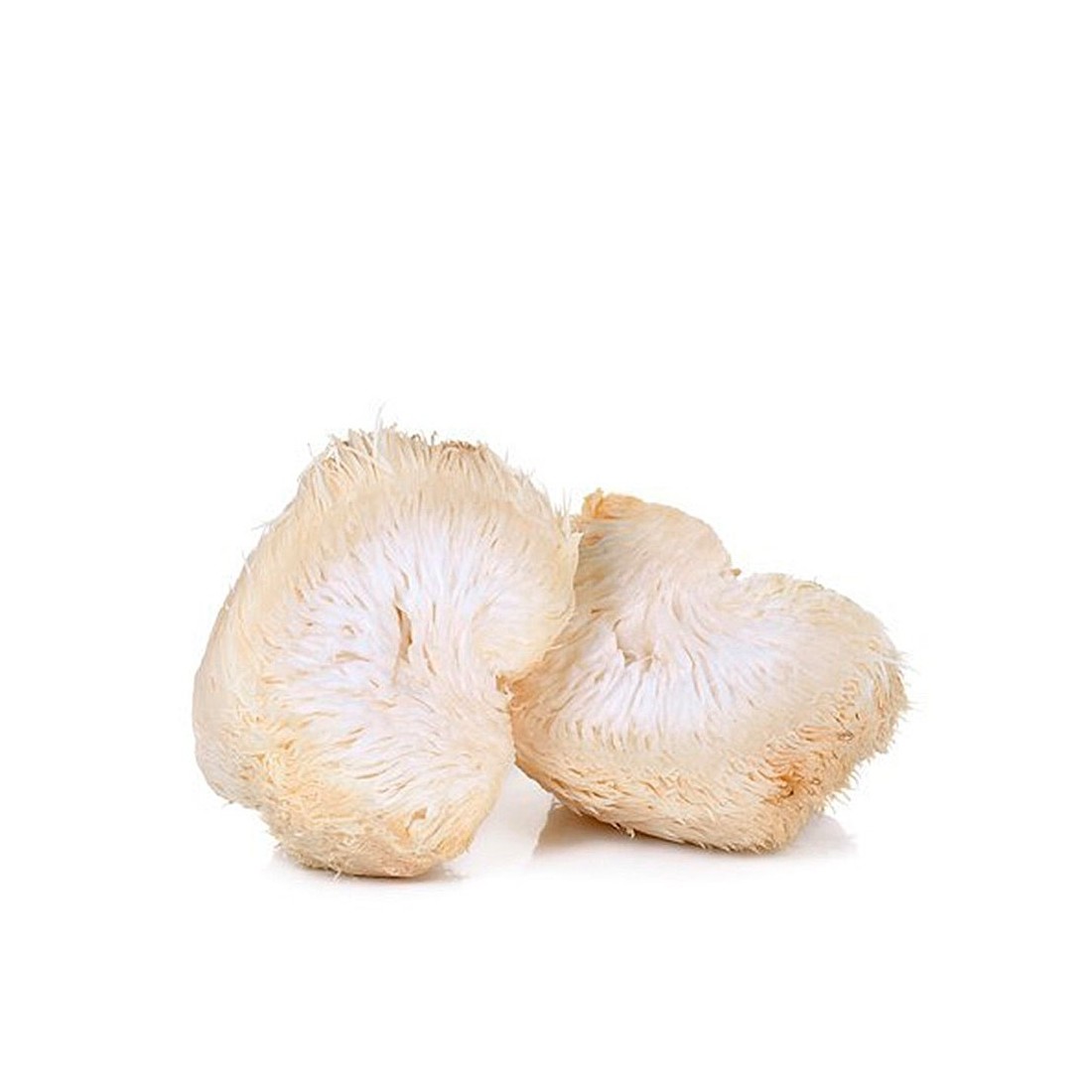 Melena de león, H. erinaceum, deshidratada