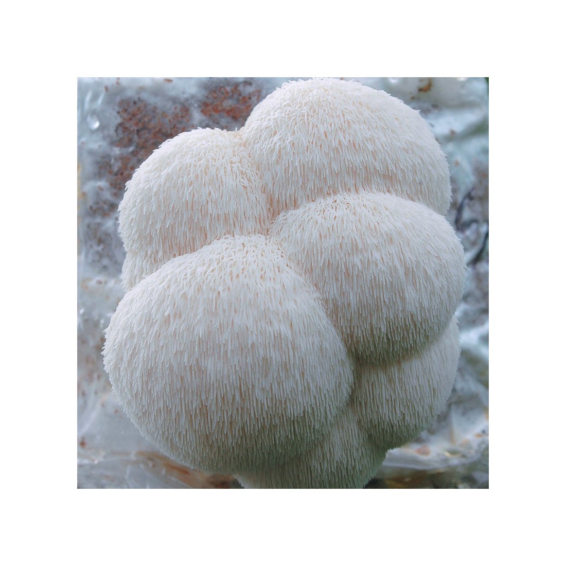 copy of Reishi en tranches déshydratées 1 kg