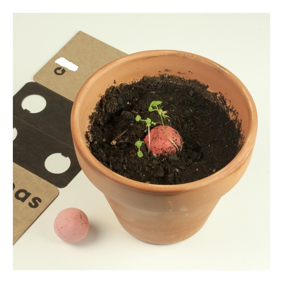 copy of Bombes à graines sauvages