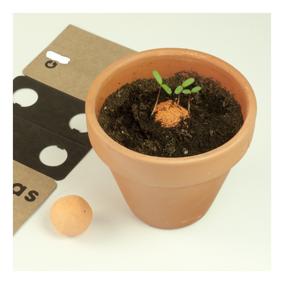 Bombas de biodiversidad FLORES SILVESTRES NARANJAS