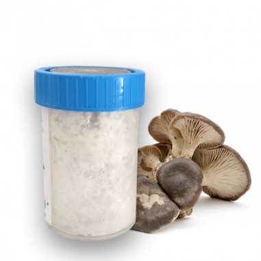 Mycelium for cultivation of thistle mushroom, P. eryngii