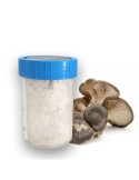 Mycelium for cultivation of thistle mushroom, P. eryngii
