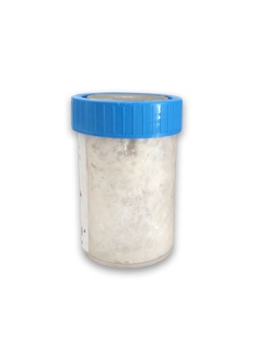 Micelio para cultivar Seta de cardo, P. eryngii 2