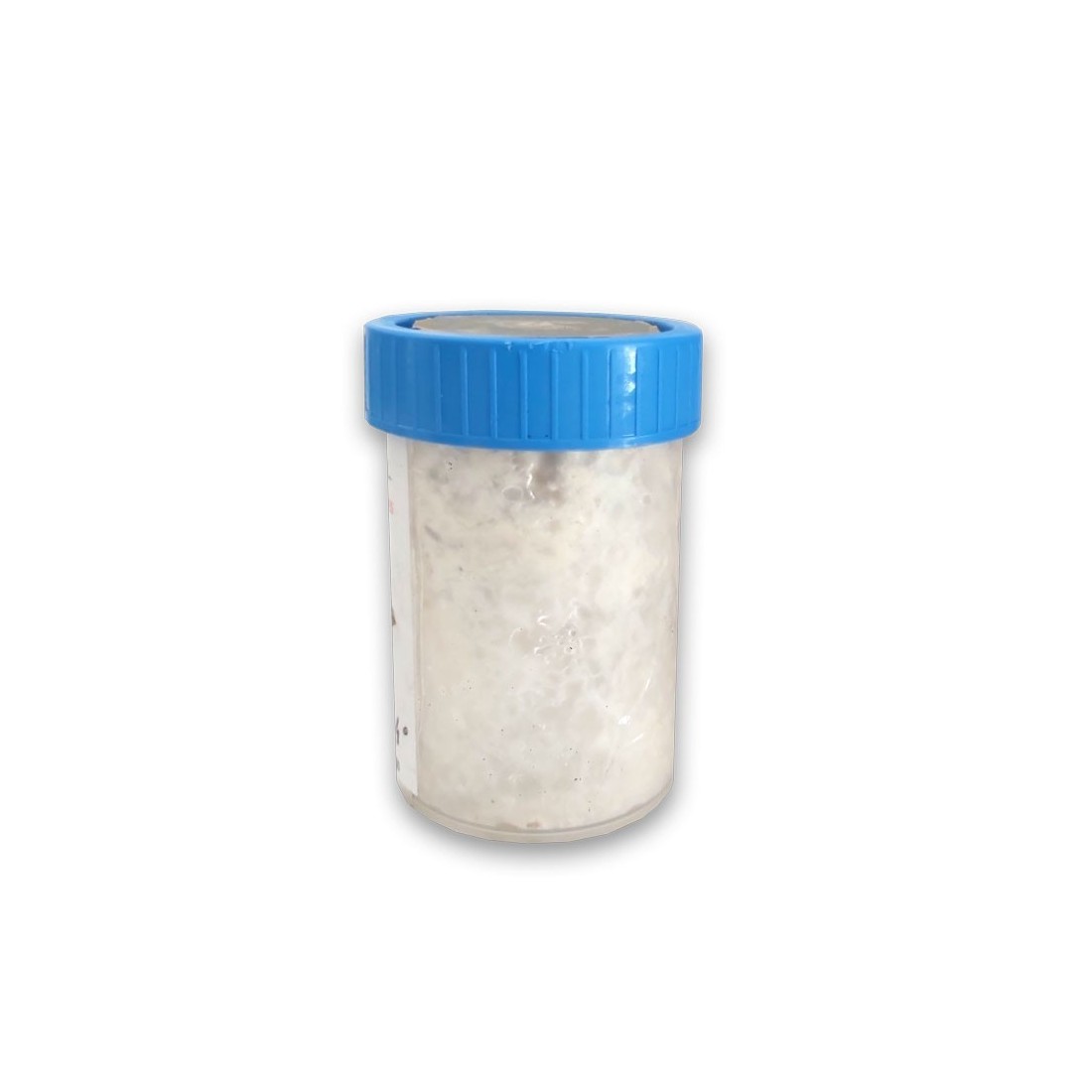 Mycélium pour la culture du champignon chardon, P. eryngii