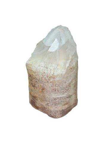 Bolsas estériles alta densidad para cultivo de setas 2