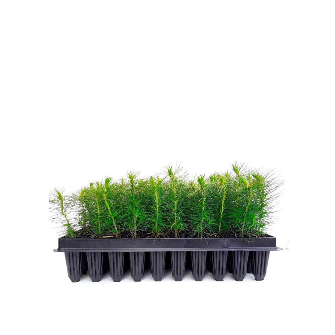 Mycorrhized Pine Tree with Porcini Mushrooms | 450cc Pot