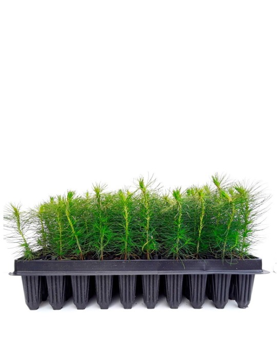 Mycorrhized Pine Tree with Porcini Mushrooms | 450cc Pot