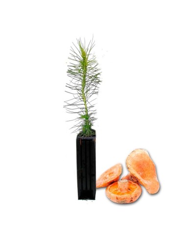 Pinheiros insigne, pinus...