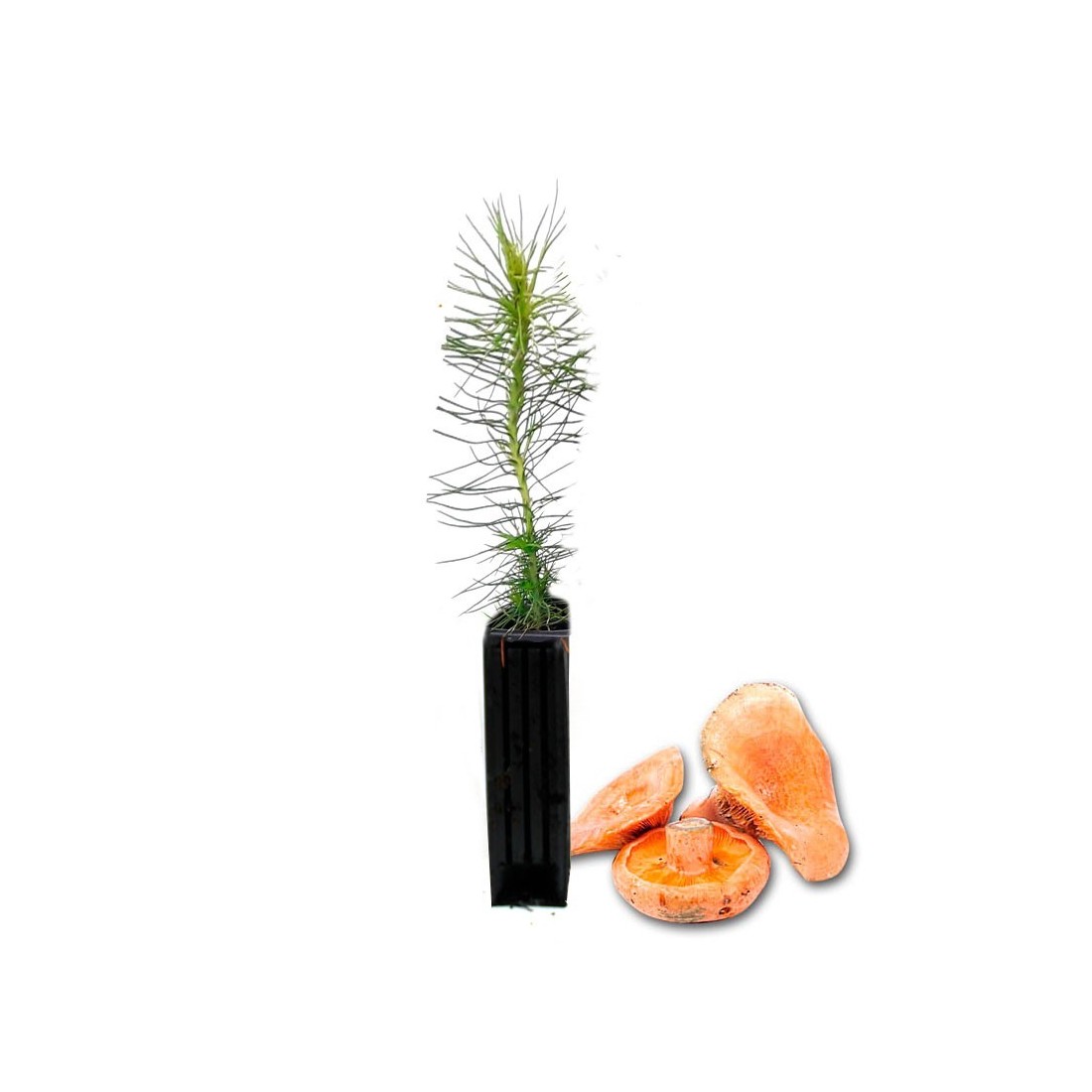 Mycorrhized Pine Tree with Porcini Mushrooms | 450cc Pot Mycorrhized Pine Tree with Porcini Mushrooms | 450cc Pot