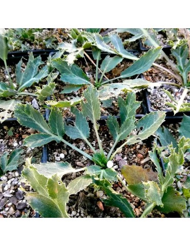 Thistle Plants Eryngium Campestre - Durable &...