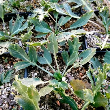 Thistle plants (Eryngium campestre)...