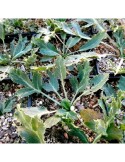Plantas Eryngium Campestre Resistentes em Vasos Florestais