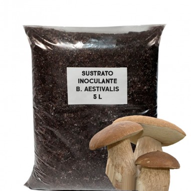 Support inoculant substrate Boletus...
