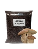 Grow Boletus Aestivalis Mushrooms at Home - Easy...