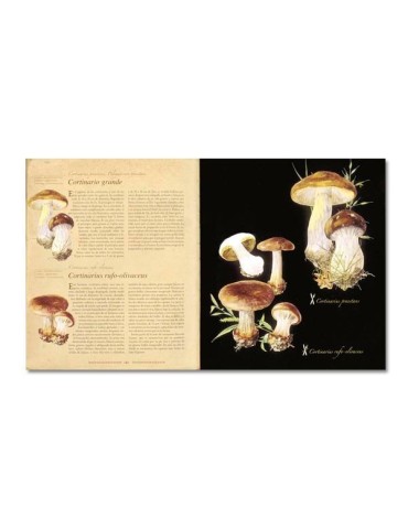 Atlas ilustrado de las Setas 2