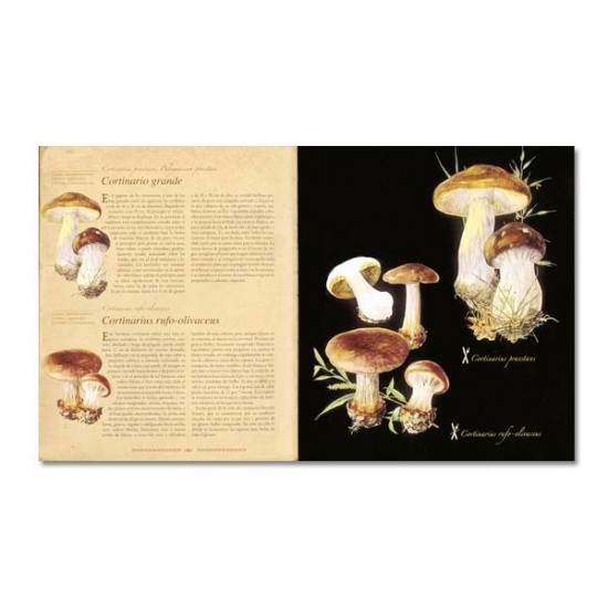 Encyclopédie illustrée des champignons