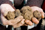 Confirmado! Salamanca ya puede ser óptima para el cultivo de trufas