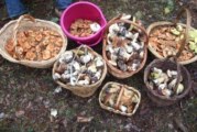 Los ladrones de setas en Soria