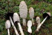 ✅ Coprinus comatus, barbuda, seta de tinta. Delicioso manjar