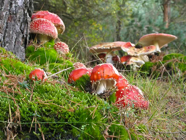 champignon avec gouttes de pluie dans le forêt avec ai généré