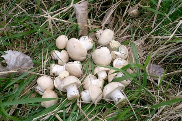 perrechicos calocybe gambosa champignon de san jorge