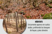 ✅ Marzuelo, seta de ardilla, la seta de las nieves