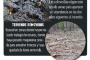 ✅ Colmenillas, trucos para encontrarlas