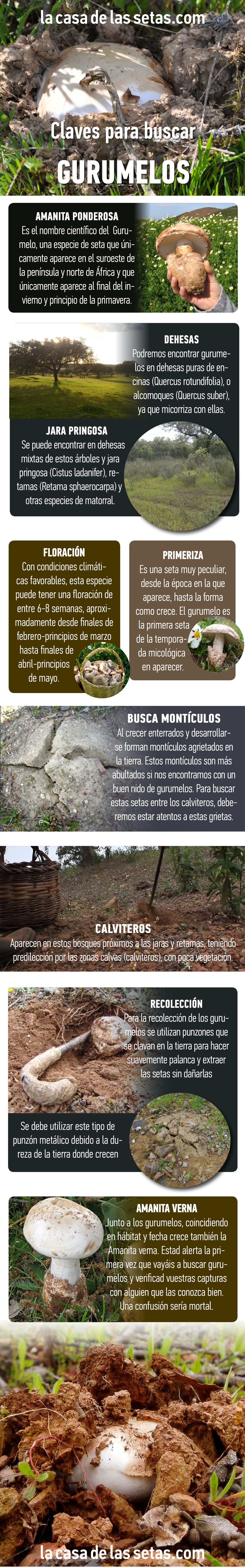 ✅ Gurumelos, secretos y claves para encontrar esta especial seta