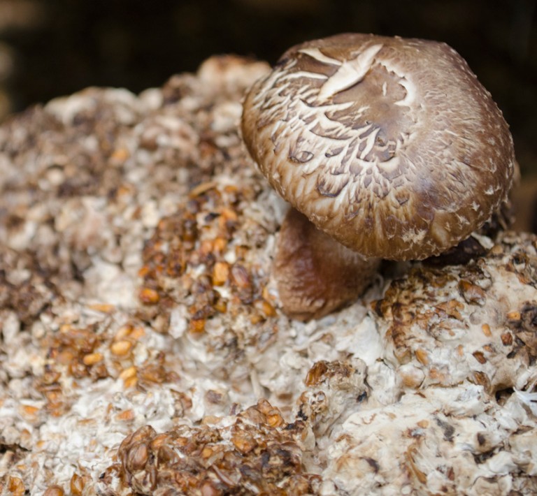 Shiitake, descubre las propiedades del Lentinus edodes La Casa de las Setas
