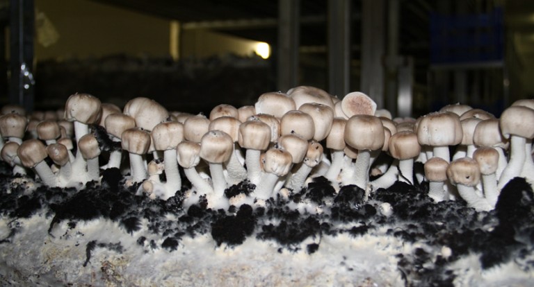 Propiedades del Champiñón del Sol, Agaricus blazei murrill