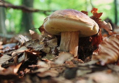 Boletus edulis, características del rey de las setas . La ...