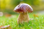 ✅ Boletus edulis, características del rey de las setas