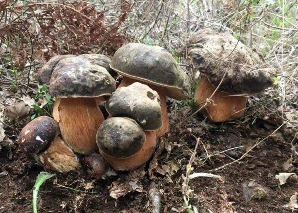 Boletus Aereus, El Rey De Las Setas Estivales | La Casa De Las Setas