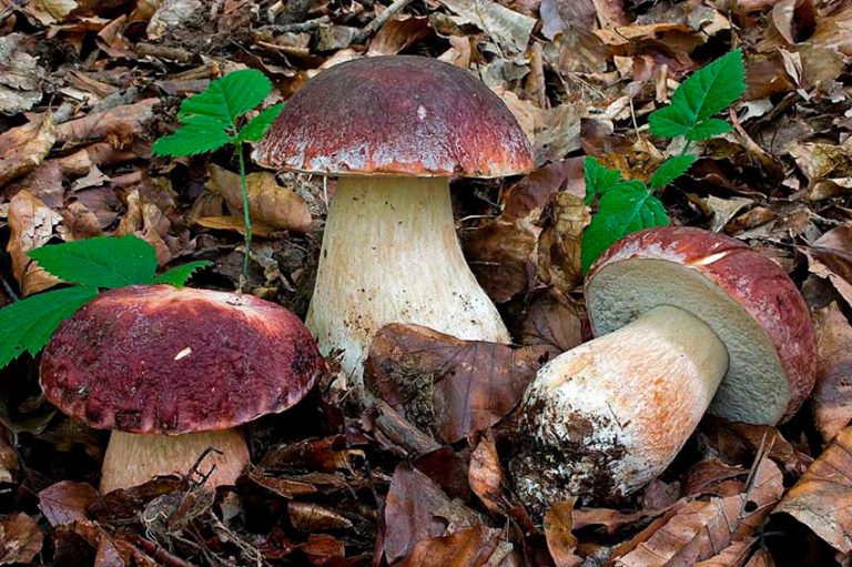 Boletus Aereus, El Rey De Las Setas Estivales | La Casa De Las Setas