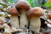 ✅ Boletus aestivalis, la alegría del verano