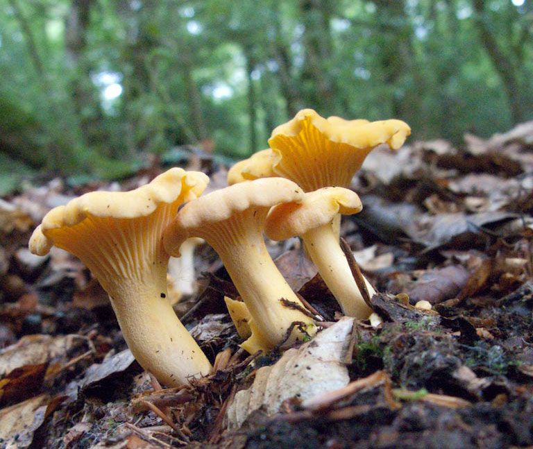chanterelles cibarius chanterelles chanterarelles zizahori - la casa de las mushrooms