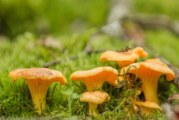 ✅ Rebozuelos, destellos amarillos en el monte