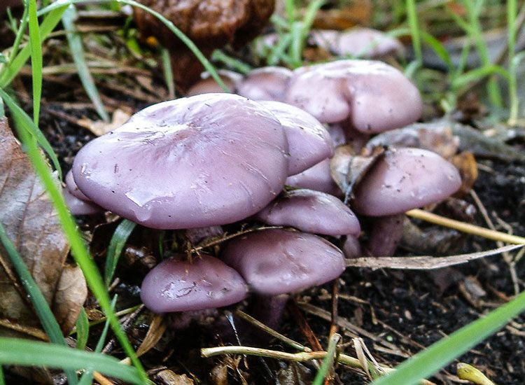 champignon à pied bleu - lepista nuda - clytocibe nuda - la casa de las mushrooms